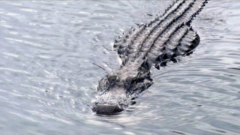 Orlando: Everglades Airboat Ride and Wildlife Park Ticket - Introduction: What’s This Experience All About?