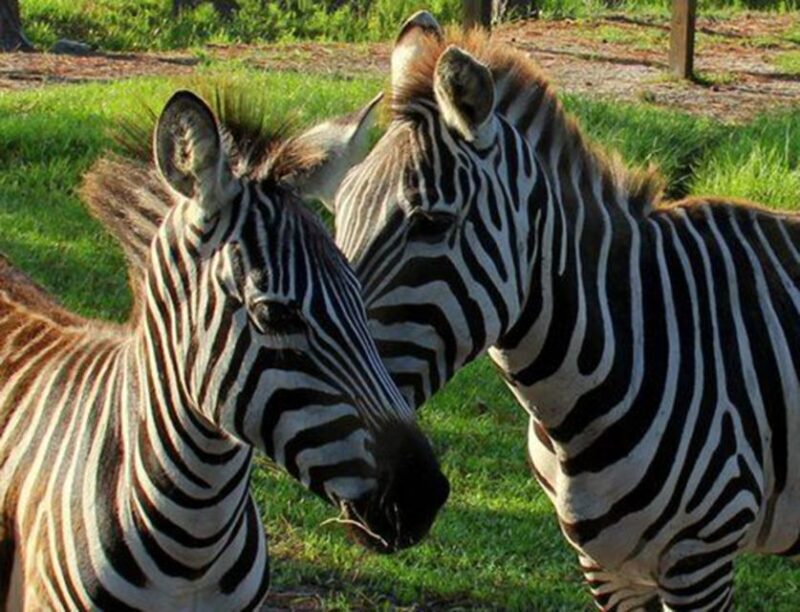 Orlando: Everglades Airboat Ride and Wildlife Park Ticket - What the Reviews Say