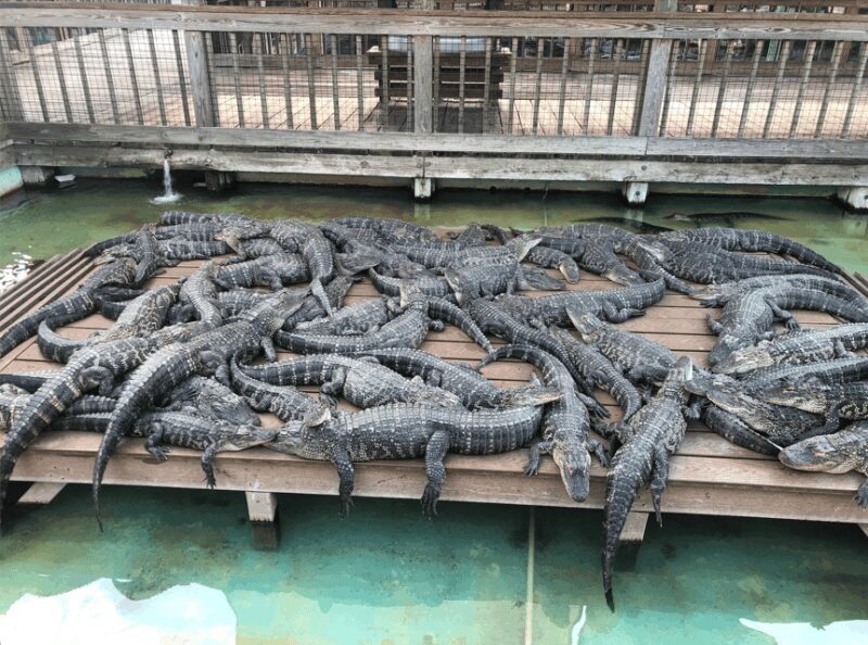 Orlando: Gatorland Zipline Adventure w/ Full-Day Park Access - Practical Tips for Visitors