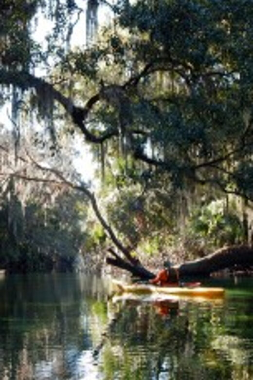Orlando: Kayaking Tour with Manatee Encounter - Key Points