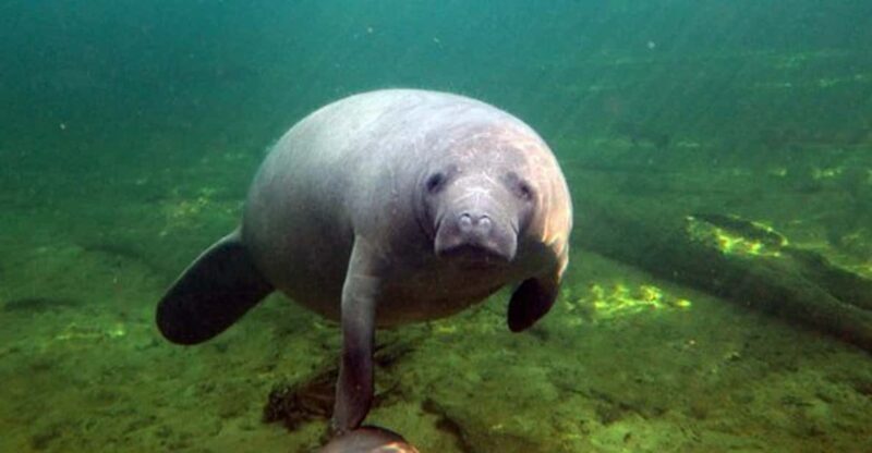 Orlando: Kayaking Tour with Manatee Encounter - What to Expect on the Kayaking Tour