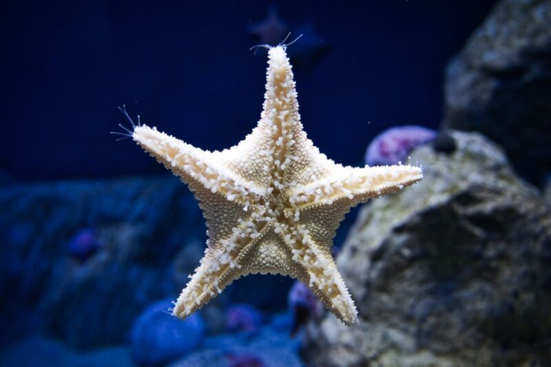 Orlando: Madame Tussauds and SEA LIFE Aquarium Combo Ticket - What This Experience Offers