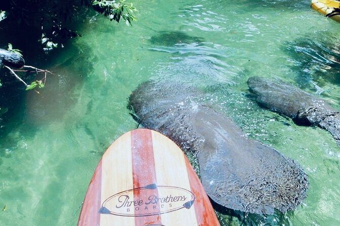 Orlando Manatee and Natural Spring Adventure Tour at Blue Springs - Key Points