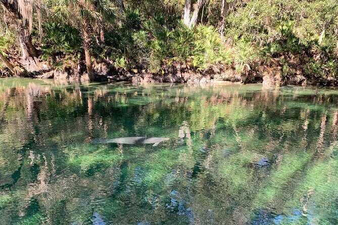 Orlando Manatee and Natural Spring Adventure Tour at Blue Springs - Analyzing the Value
