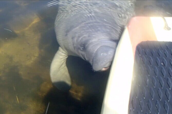 Orlando Manatee and Natural Spring Adventure Tour at Blue Springs - Who Is This Tour Best For?
