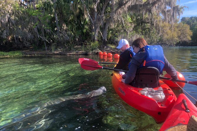 Orlando Manatee Encounters - An Honest Look at Orlando Manatee Encounters