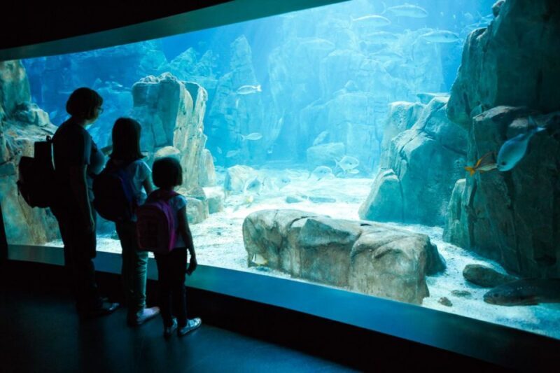 Orlando: SEA LIFE Orlando Aquarium - Introduction: An Underwater Escape You Wont Forget