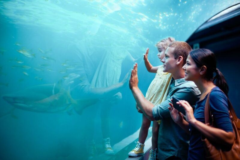 Orlando: SEA LIFE Orlando Aquarium - The Sum Up: Is It Worth the Visit?