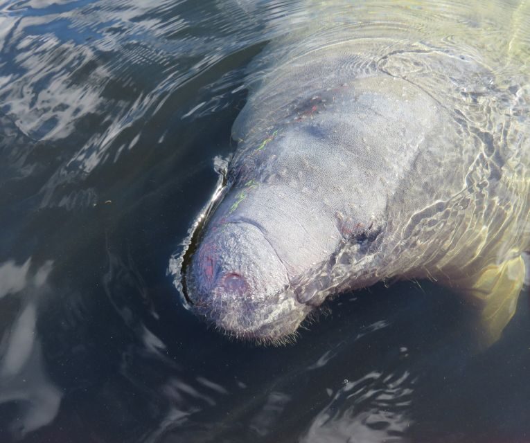 Orlando: Small Group Manatee Discovery Kayak Tour - Why the Price is Good Value