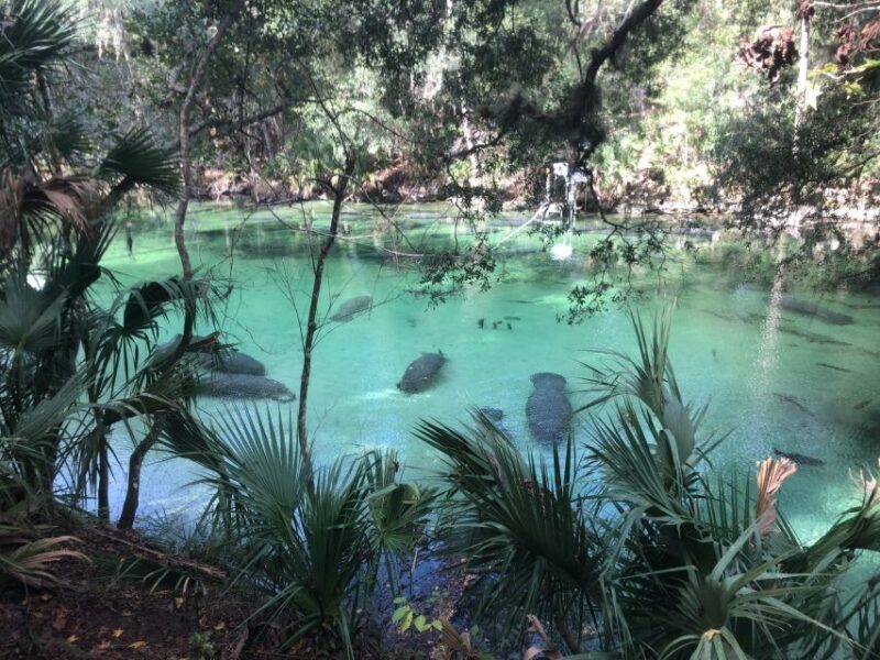 Orlando: Small Group Manatee Discovery Kayak Tour - The Experience with Guides and Wildlife