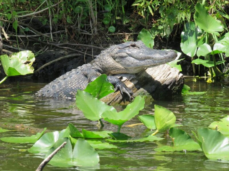 Orlando: Small Group Manatee Discovery Kayak Tour - Important Tips for Travelers