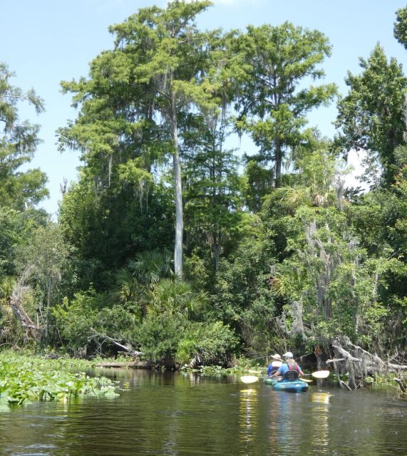 Orlando: Small Group Scenic Wekiva River Kayak Tour - Key Points