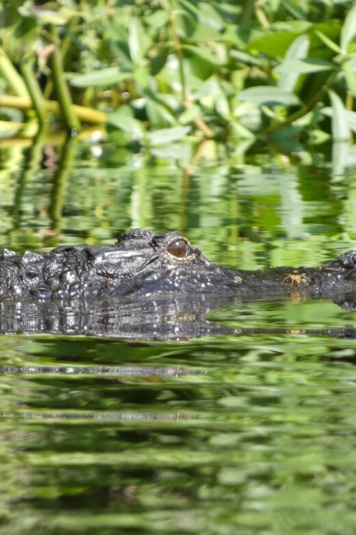 Orlando: Small Group Scenic Wekiva River Kayak Tour - Who Should Consider This Tour?
