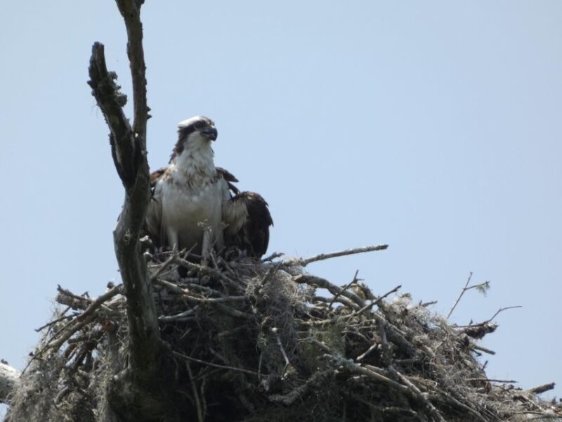 Orlando: Small Group Scenic Wekiva River Kayak Tour - The Sum Up