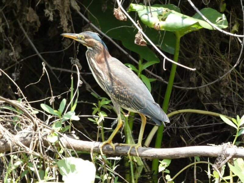Orlando: Small Group Scenic Wekiva River Kayak Tour - FAQ