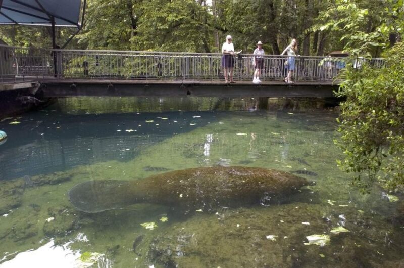 Orlando: Swim with Manatees and Homosassa State Park Visit - Pricing and Perceived Value