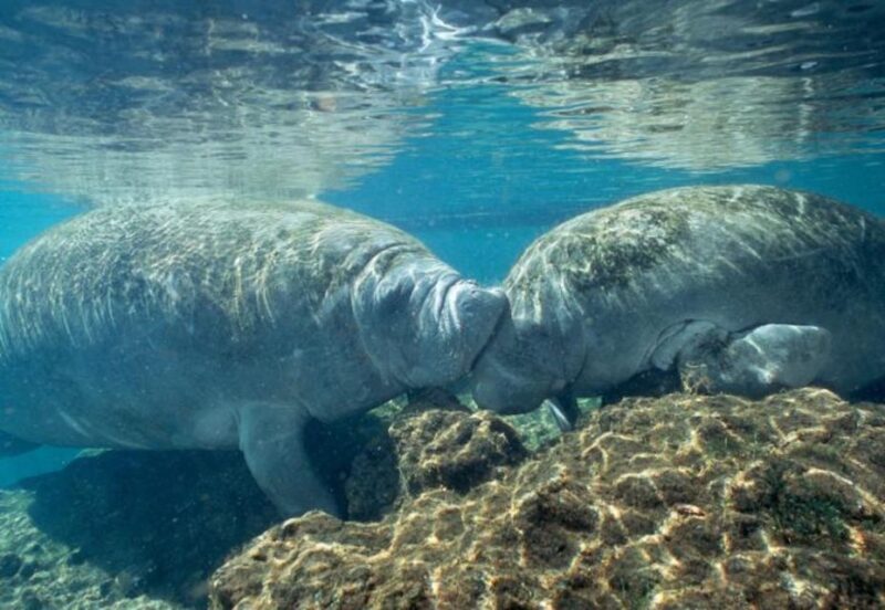 Orlando: Swim with Manatees and Homosassa State Park Visit - Final Thoughts