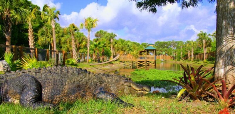 Orlando: Wild Florida Park Ticket and Gator Shows - What You Can Expect: A Balanced Look at the Day
