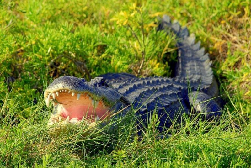 Orlando: Wild Florida Park Ticket and Gator Shows - Who Will Enjoy This Experience?