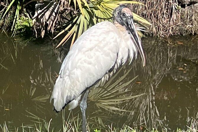 Ormond Beach Manatee and Nature Tour Kayaking or Paddle Boarding - Key Points