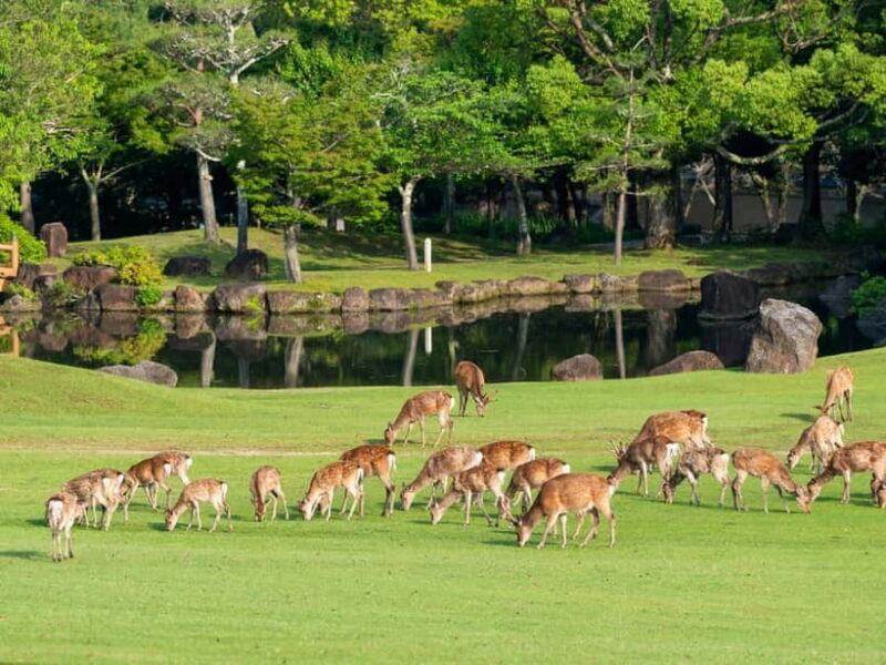 Osaka: Kyoto & Nara & Uji Historical and Scenic One-Day Tour - Authentic Moments & Hidden Gems