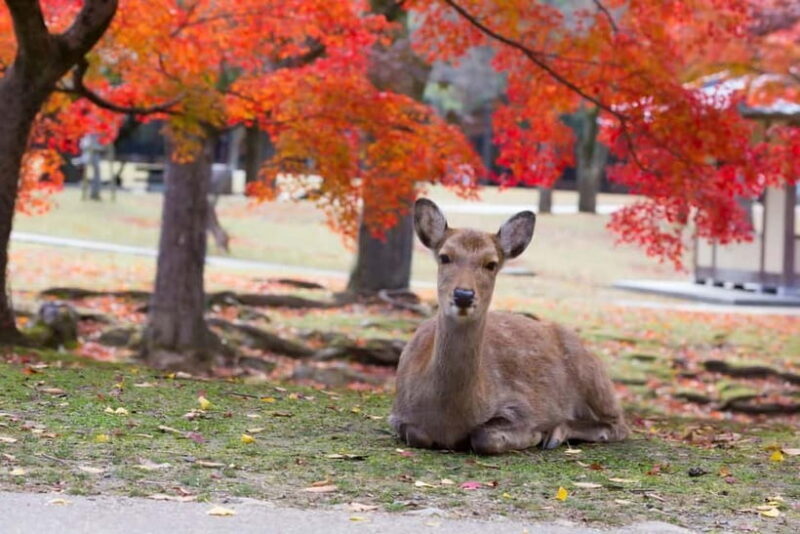 Osaka: Kyoto & Nara & Uji Historical and Scenic One-Day Tour - Final Thoughts