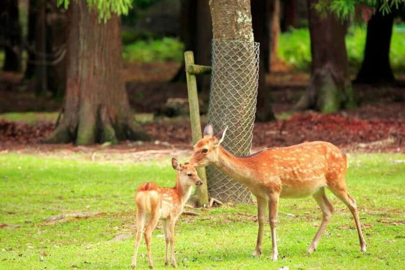 Osaka: Kyoto & Nara & Uji Historical and Scenic One-Day Tour - FAQ