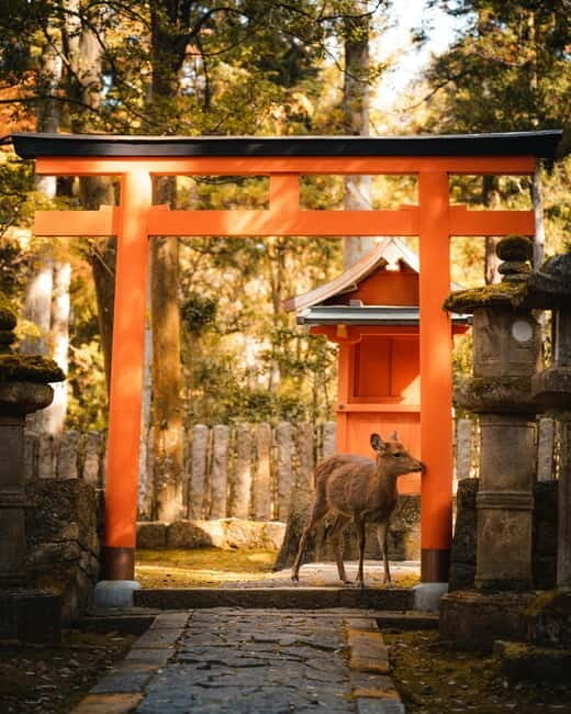 Osaka, Nara and Kyoto Day Trip with English Speaking Driver - Who Would Love This Tour?