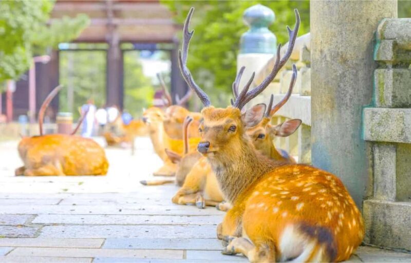 Osaka: Nara and Uji Day Trip with Deer Park and Hot Spring - Who This Tour Is Perfect For
