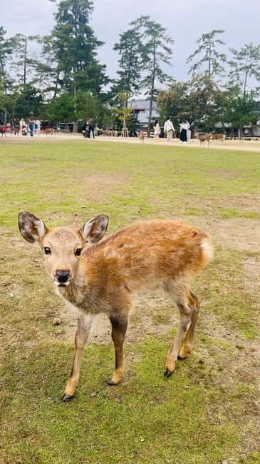 Osaka & Nara: Private Tour with English speaking guide - Analyzing Value: Is It Worth It?