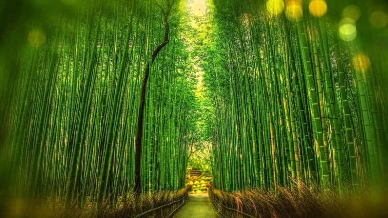 Osaka to Kyoto: Arashiyama Bamboo Grove Small Group Tour - Key Points