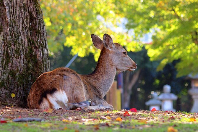 Osaka to Nara Park Private Day Trip with English Driver - The Highlights: Osaka Castle and Nara’s Deer