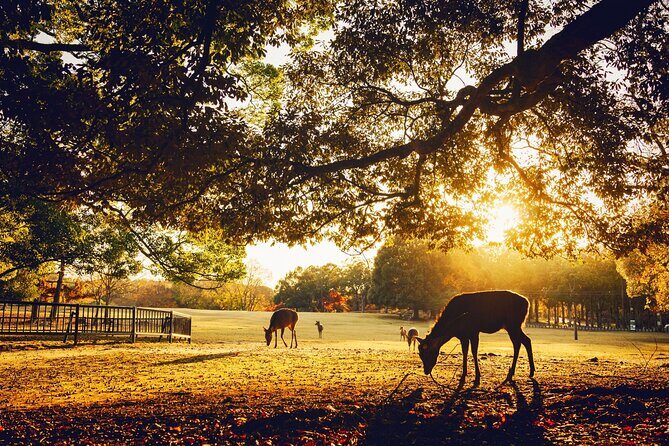 Osaka to Nara Park Private Day Trip with English Driver - Who Should Consider This Tour?