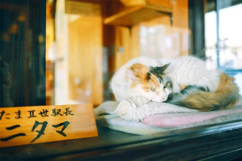 Osaka: Wakayama Cat Train, Seafood market, Hot Springs Tour - Final Verdict