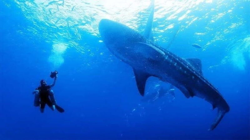 Oslob Cebu: Whaleshark Scuba Diving & Sumilon Sanctuary - Key Points