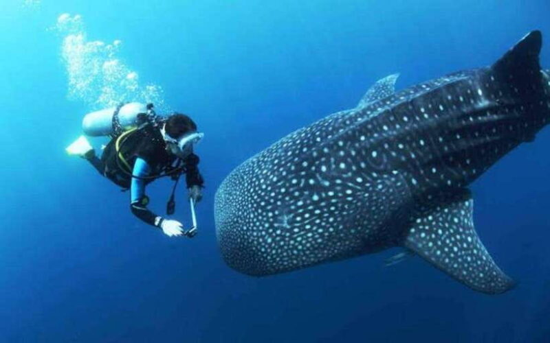 Oslob Cebu: Whaleshark Scuba Diving & Sumilon Sanctuary - A Practical Look at the Tour