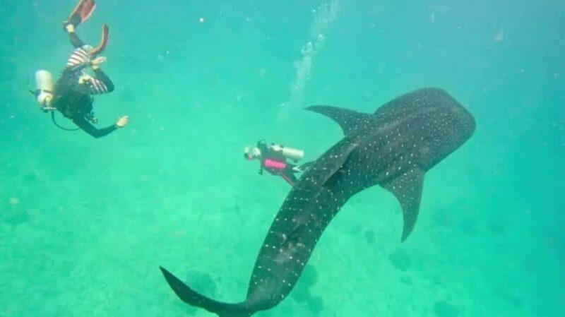 Oslob Cebu: Whaleshark Scuba Diving & Sumilon Sanctuary - Analyzing the Value