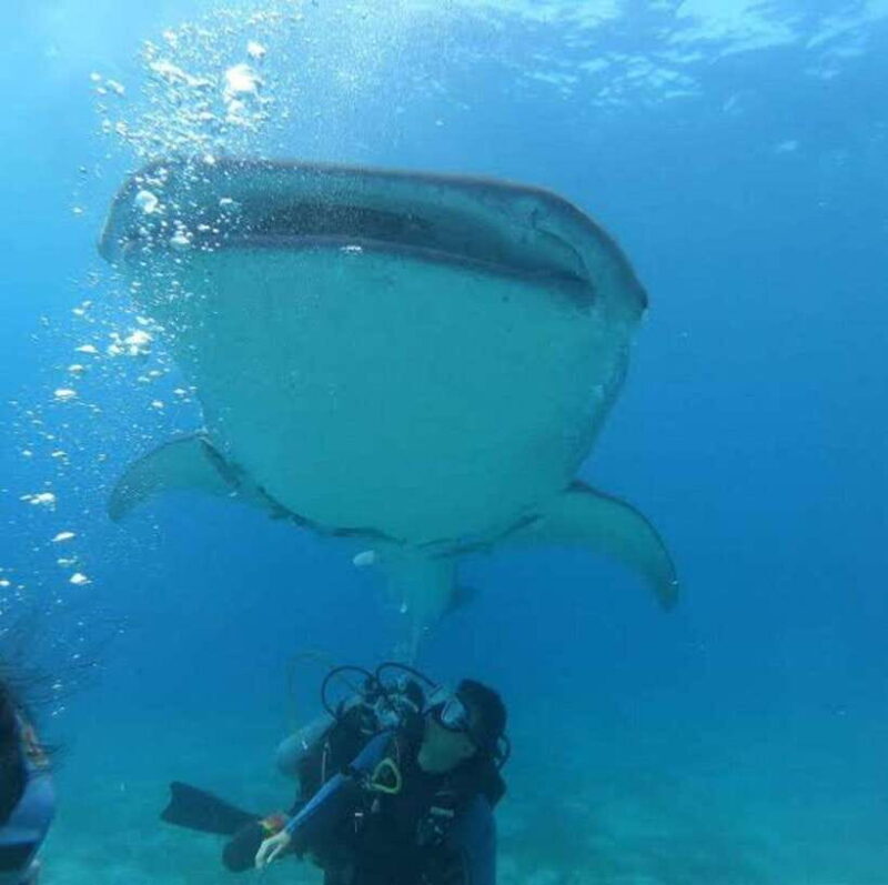 Oslob Cebu: Whaleshark Scuba Diving & Sumilon Sanctuary - Who Should Consider This Tour?