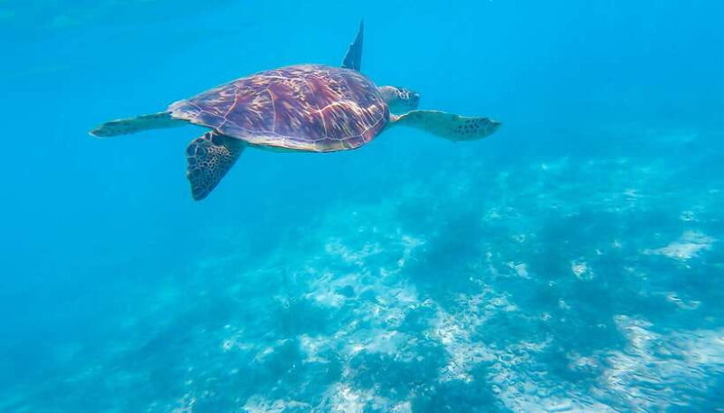 Oslob: Sumilon Sand Bar, Whale Sharks & Sardines Snorkeling - An In-Depth Look at the Tour Experience