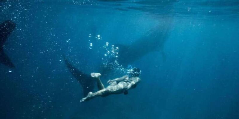 Oslob: Sumilon Sand Bar, Whale Sharks & Sardines Snorkeling - Who Will Love This Tour