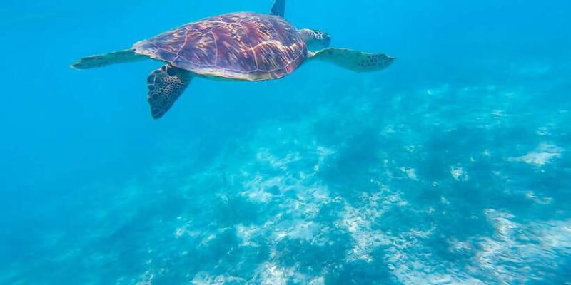 Oslob: Sumilon Sand Bar, Whale Sharks & Sardines Snorkeling - The Sum Up