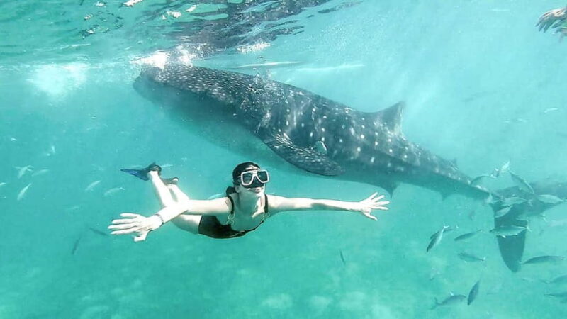 Oslob Whale Shark, Aguinid Falls & Moalboal Snorkeling - Introduction: A Day of Diverse Natural Wonders