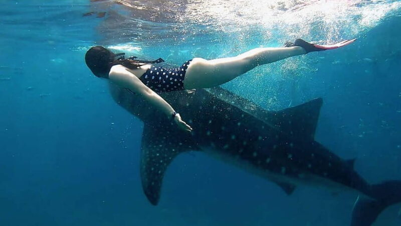 Oslob Whale Shark, Aguinid Falls & Moalboal Snorkeling - What’s Included and What You Should Consider