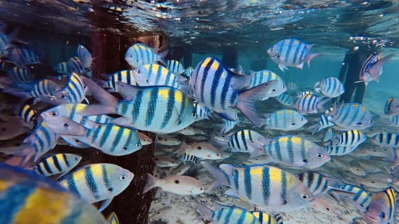 Oslob Whale Shark, Aguinid Falls & Moalboal Snorkeling - Authentic Experiences and Traveler Insights
