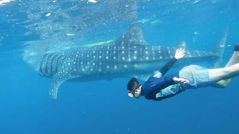 Oslob Whale Shark, Aguinid Falls & Moalboal Snorkeling - Practical Tips for Making the Most of Your Day