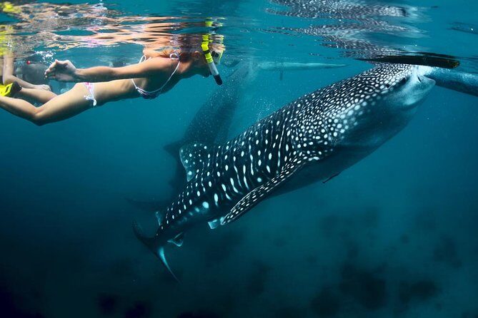 Oslob Whale Shark and Kawasan Falls Day Tour - An In-Depth Look at the Tour Experience