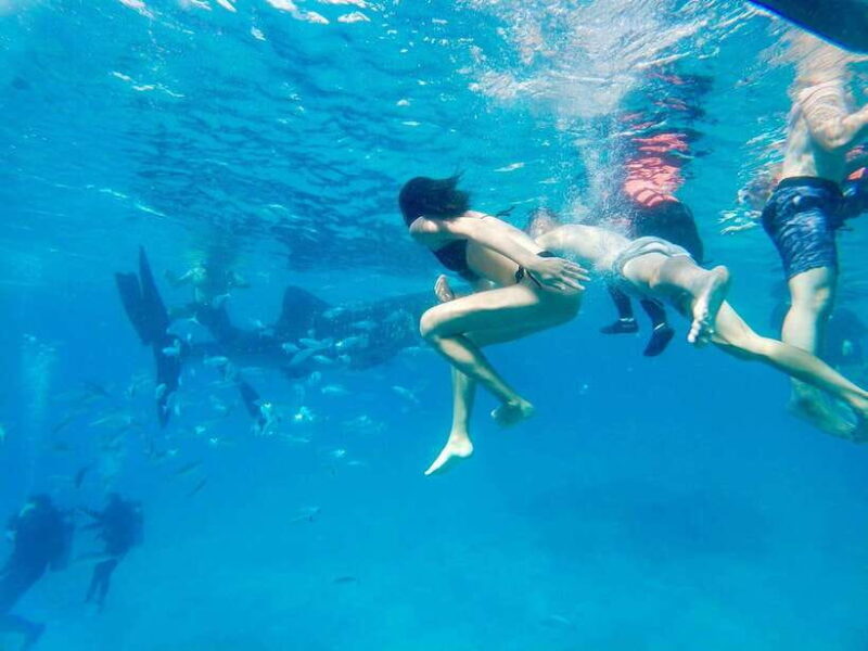 Oslob Whale Shark Direct - Exploring the Oslob Whale Shark Direct Tour: A Practical Guide to Cebu’s Marine and Natural Wonders