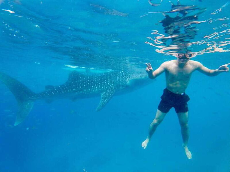 Oslob Whale Shark Direct - FAQs About the Oslob Whale Shark Direct Tour