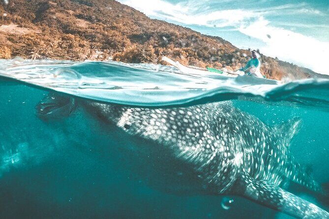 Oslob Whale Shark Group Tour with Sumilon Island & Tumalog Falls - Introduction to the Experience