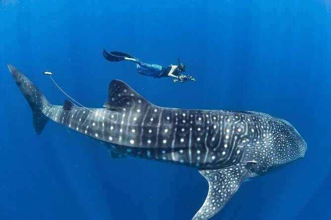 Oslob Whale Shark Snorkeling & Pescador & Sardine Run & Turtle - Introduction